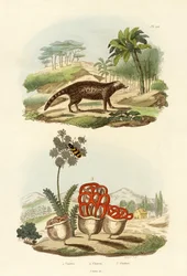 Civeta